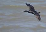 Brandt's cormorant coming in for a landing