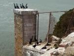 Brandt's cormorant nesting (side view)