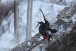 Pigeon guillemot on the edge