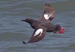 Pigeon guillemot wings spread