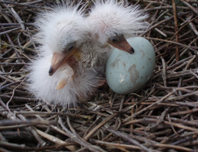 Egret hatchlings gaze out on the island for the first time