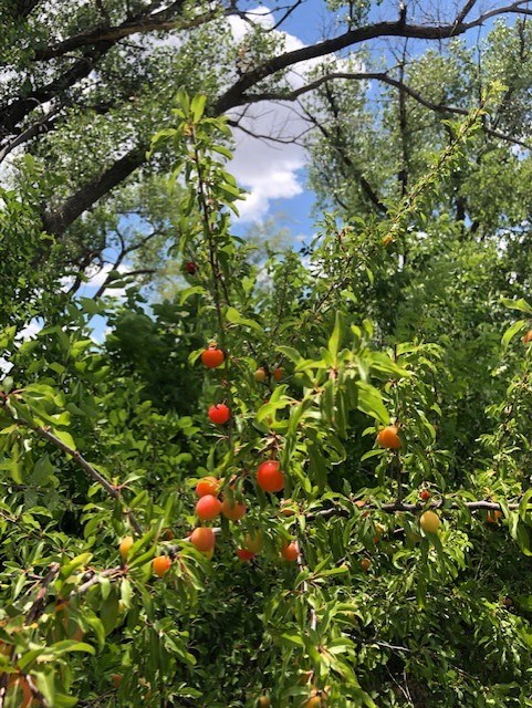 Wild red plums along the trail with red leaves.