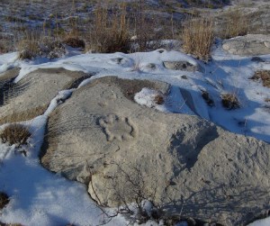 Photo of a turtle petroglyph sticking out from a layer of winter snow.