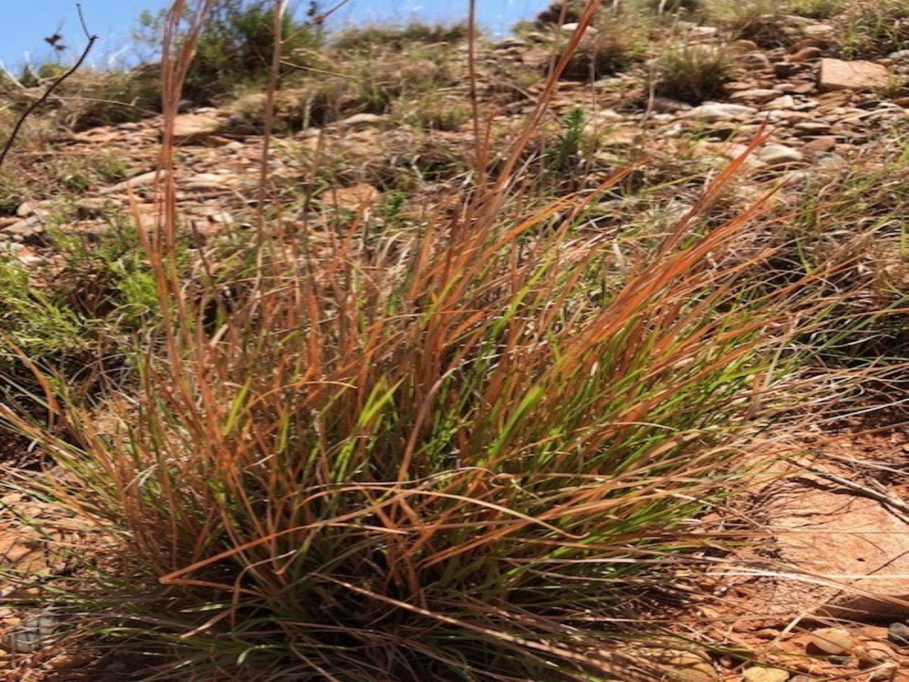 LIttle Blue Stem Grass