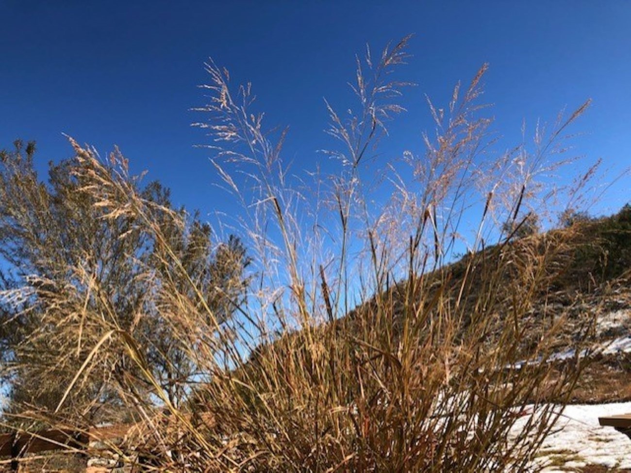 Switch Grass in Alibates Gardens.