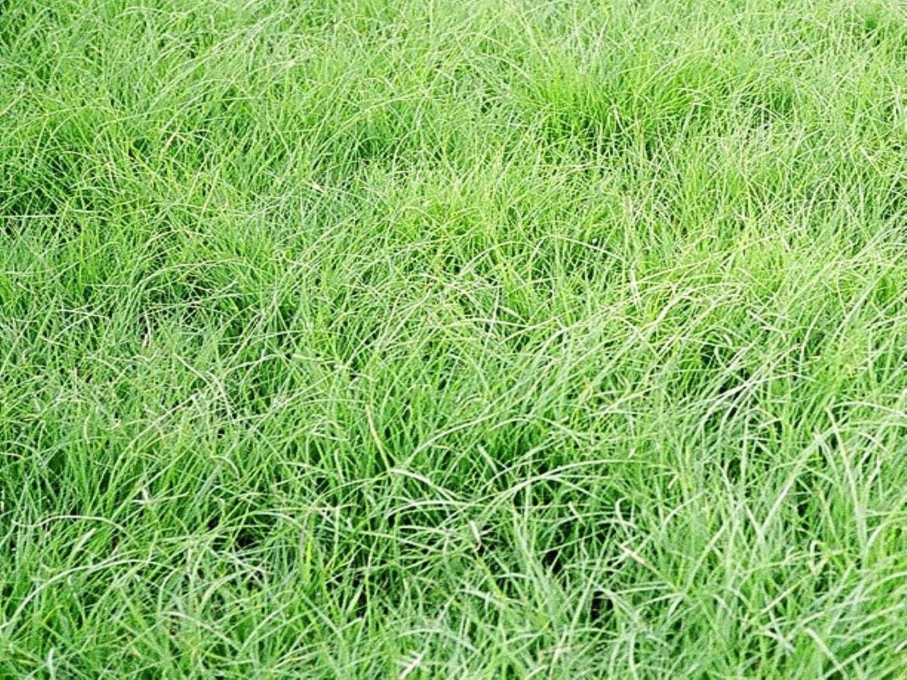 Buffalo Grass on the Texas Plains.