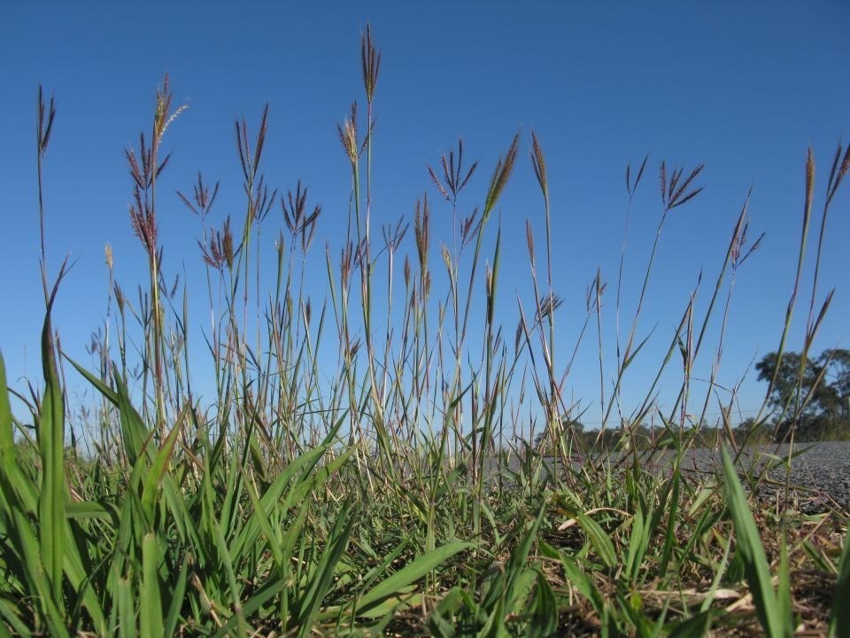 Big Bluestem grass with purple tops and large green leaves