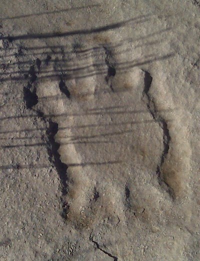Turtle petroglyph.