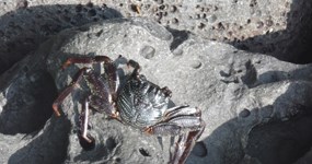 crab-on-stone
