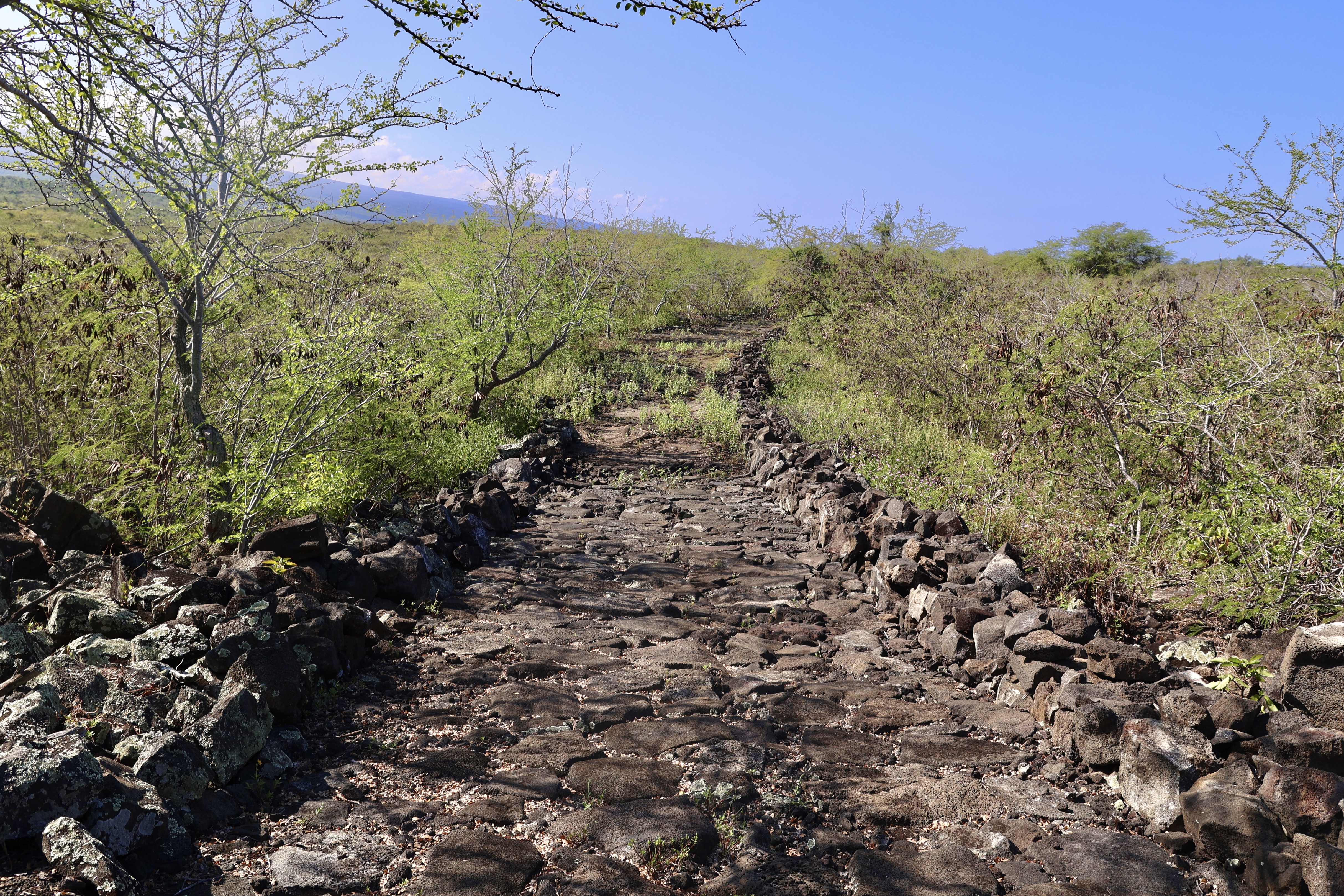 Historic rock trail through green vegetation