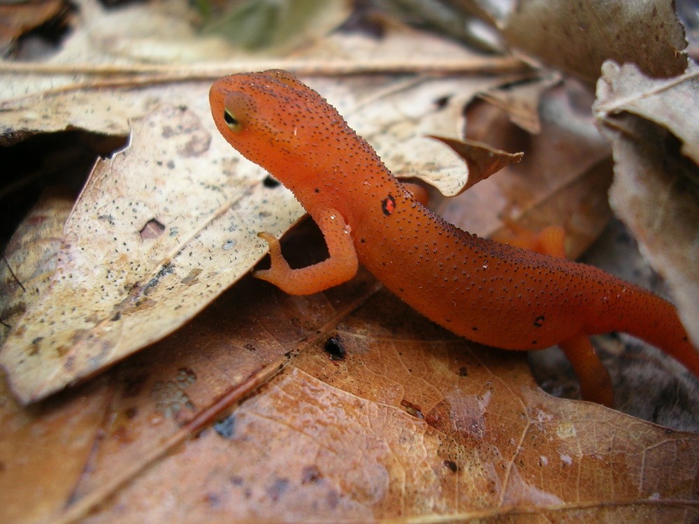 Red-spotted newt