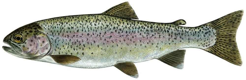 Rainbow trout