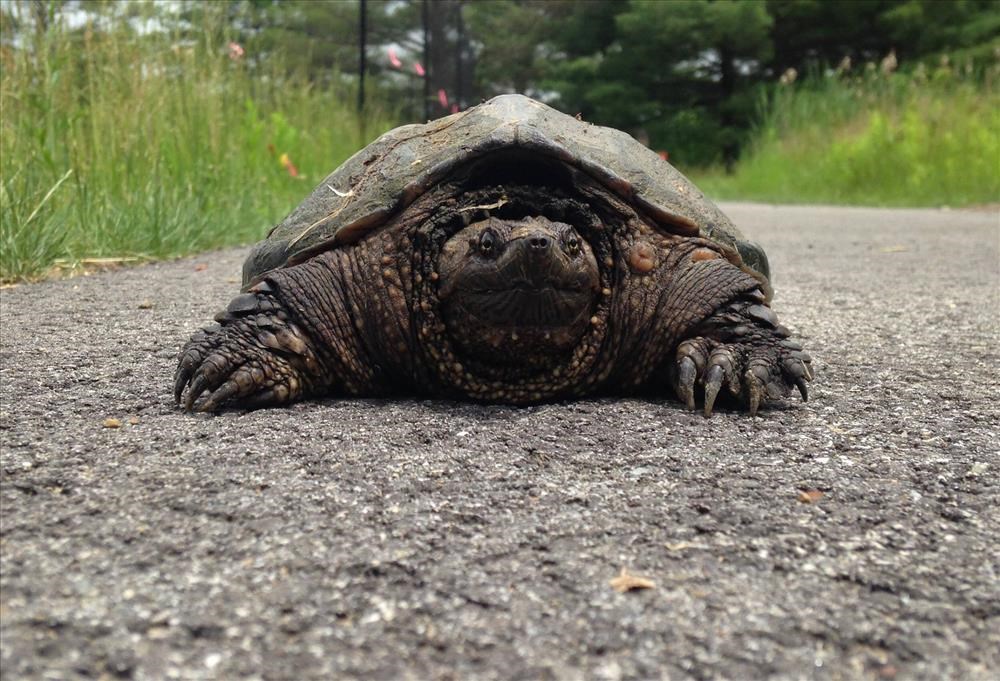 Common snapping turtle