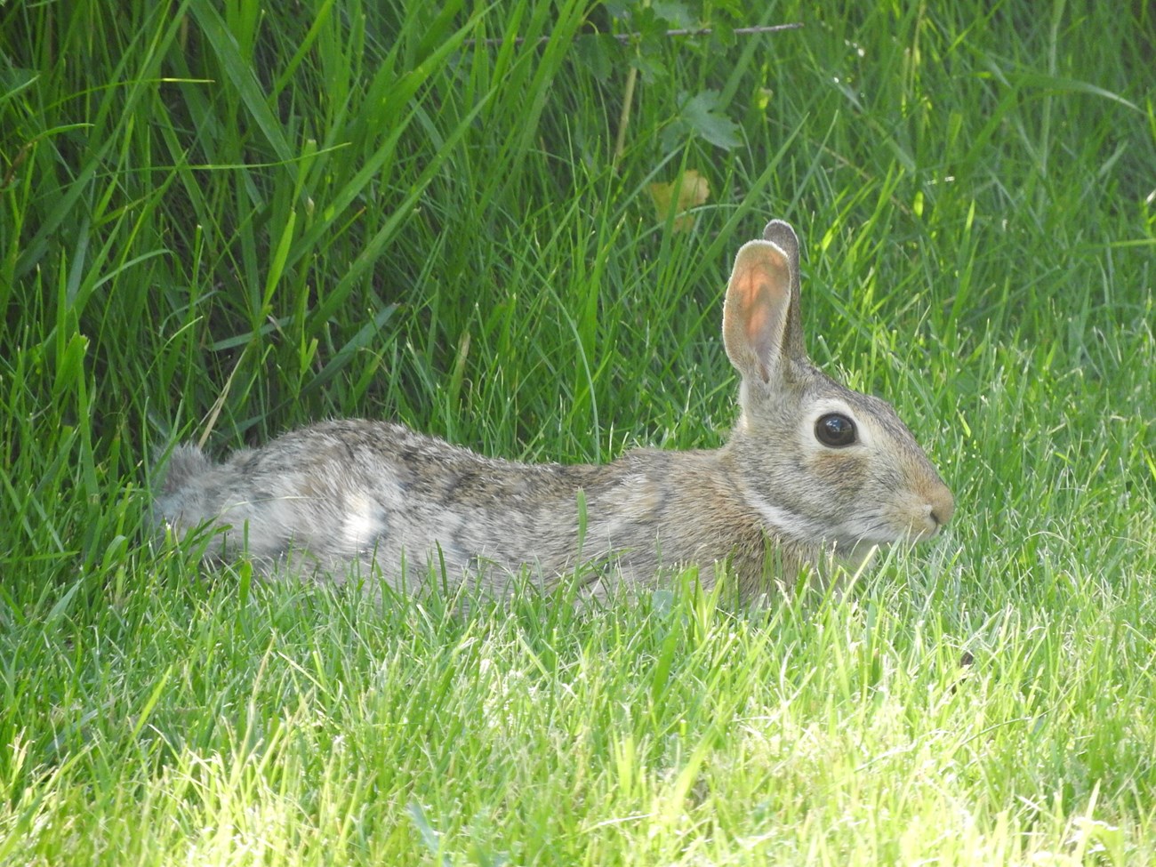 Eastern cottontail