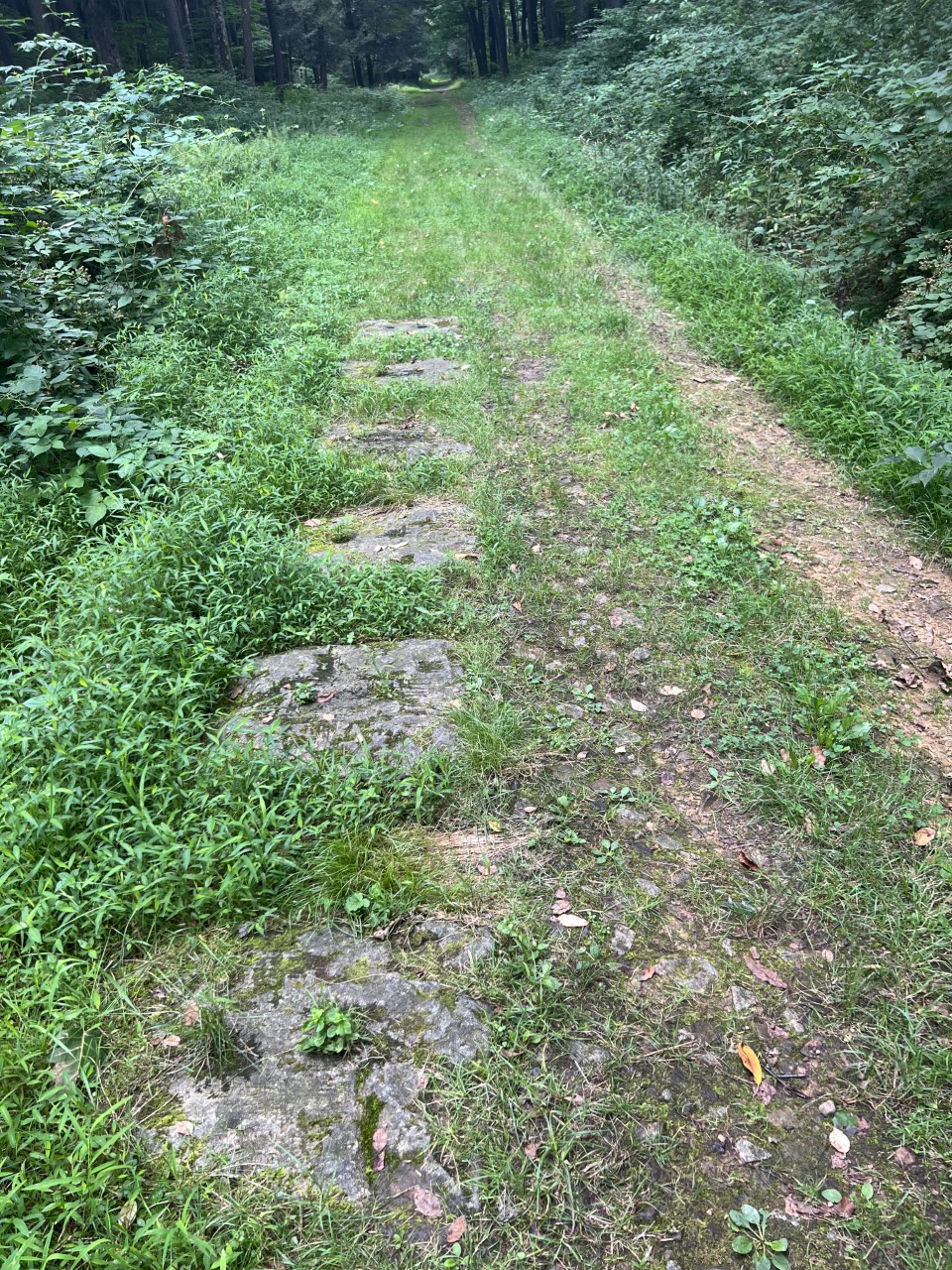 A view of the trail with stone sleepers.