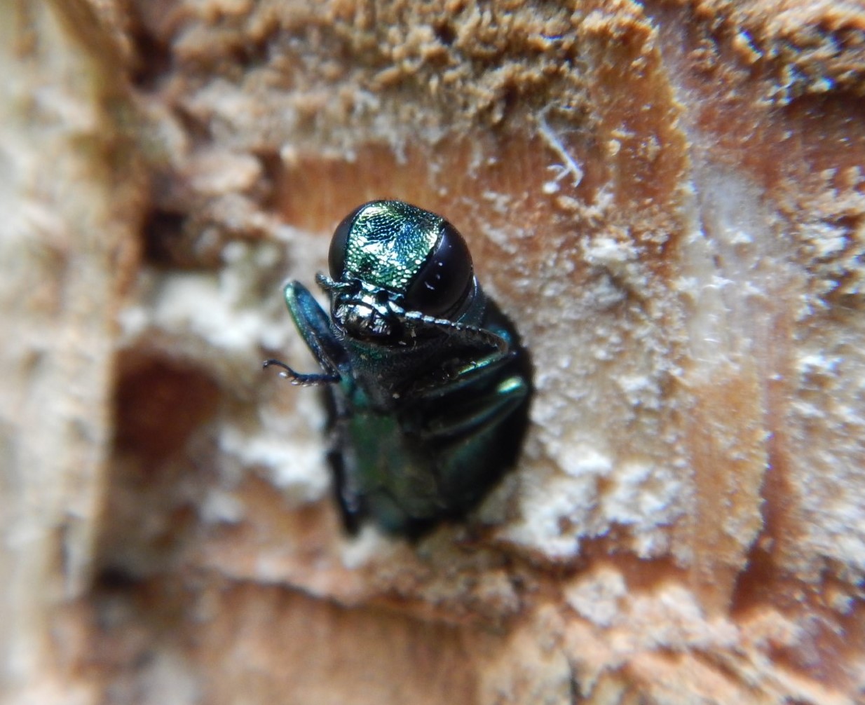 A close up of an emerald ash borer A close up of an emerald ash borer