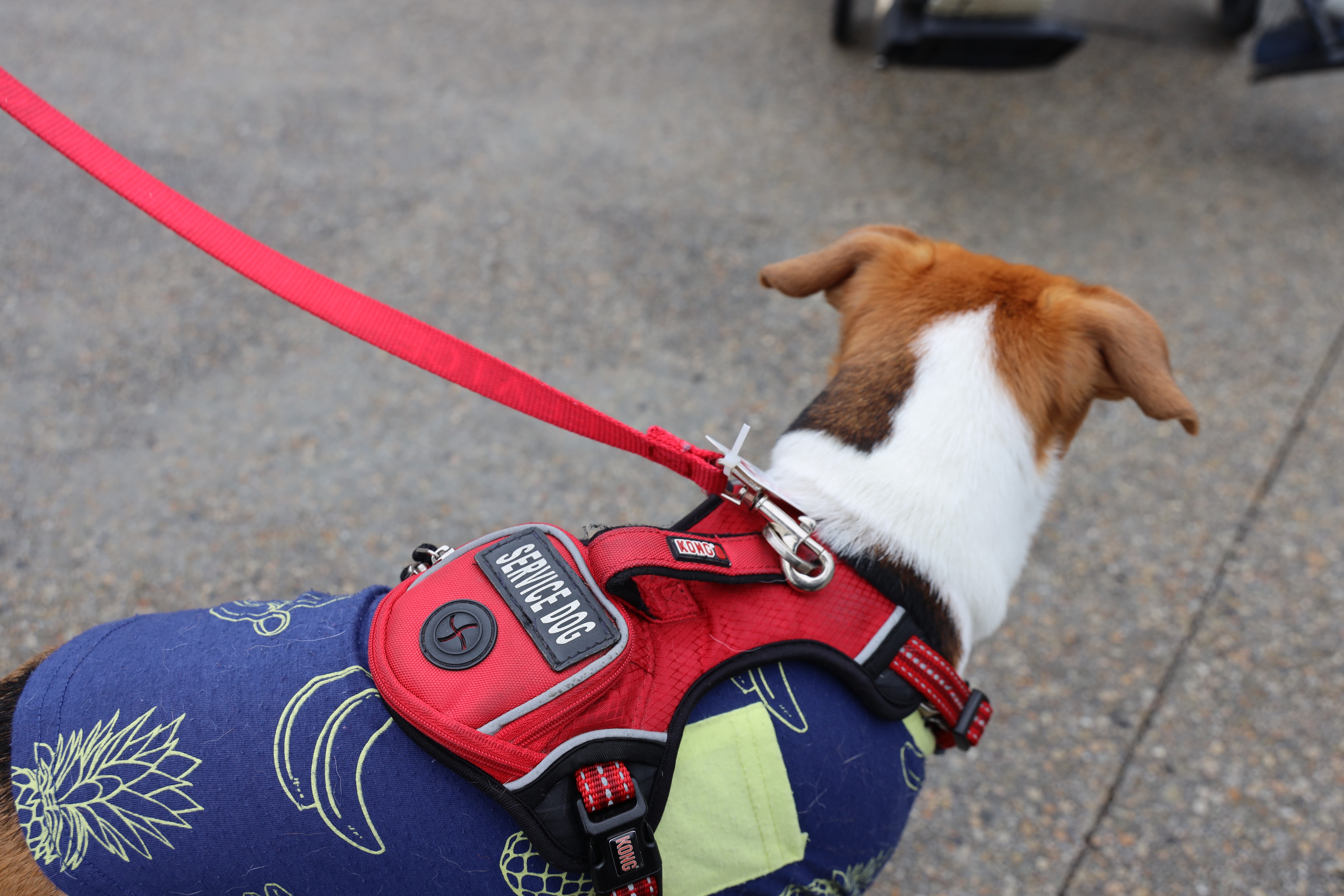 A leashed dog wearing a service animal vest