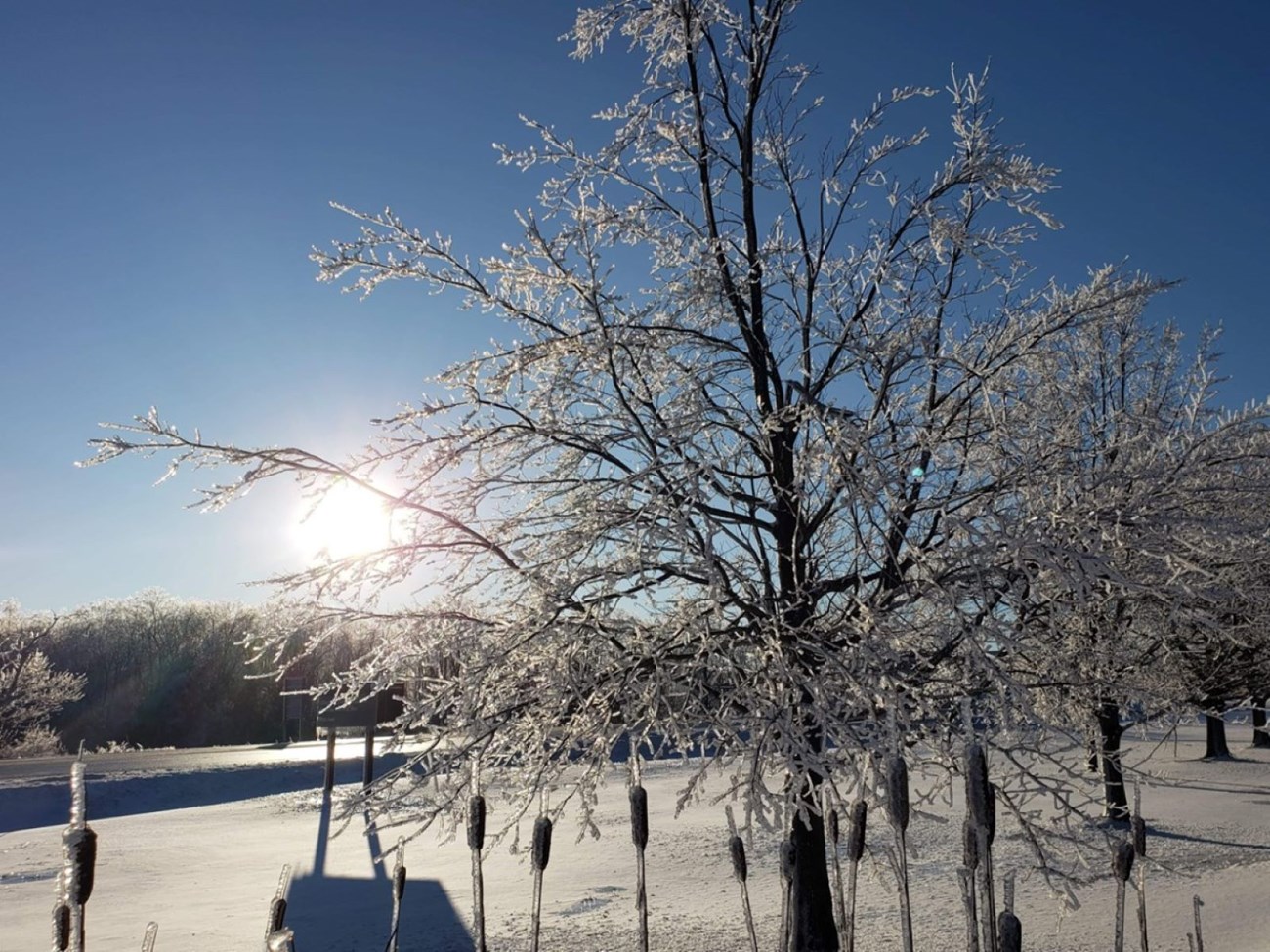 A tree with ice on the branches.