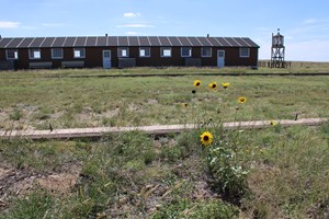 A sunflower growing in the middle of a field next to a concrete foundation. A barrack and guard tower are in the background.