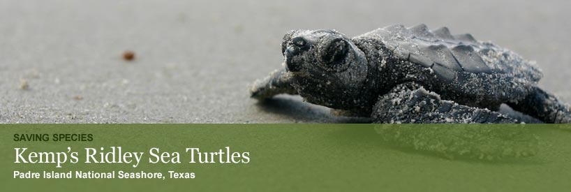Saving Species. Kemp's Ridley Sea Turtles