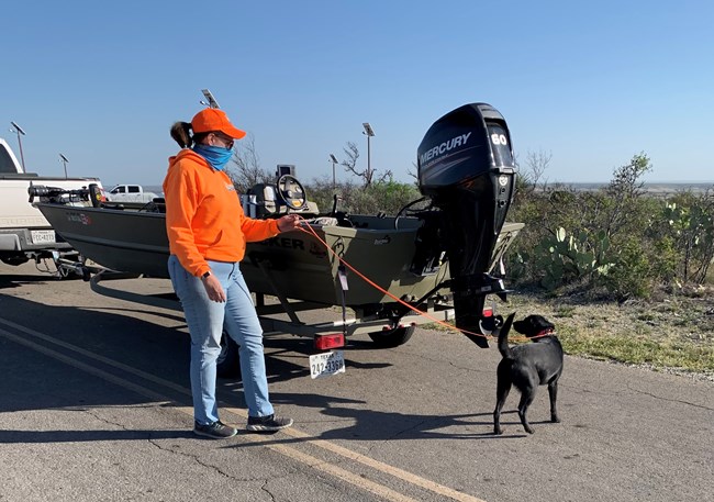 Boat inspections with K9 Dog handler in orange shirt and blue jeans with black lab sniffing motor of trailered boat on a road.
