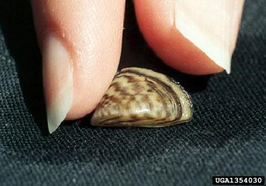 Though they are small, AIS--like this zebra mussel--multiply very quickly causing damage to native fish populations and civil and agricultural infrastructure, like hydroelectric dams and crop irrigation equipment. Zebra mussel with thumb tip and forefinger tip. Mussel is about the same size as the finger tips. Credit: USGS / Amy Benson
