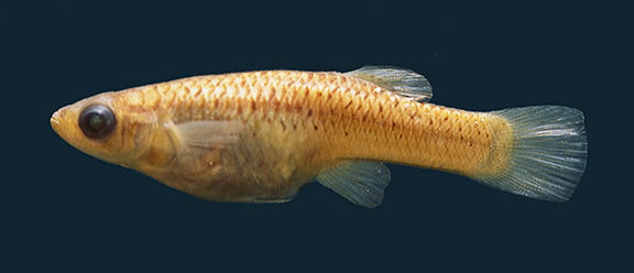 Fish - Amistad National Recreation Area (U.S. National Park Service)
