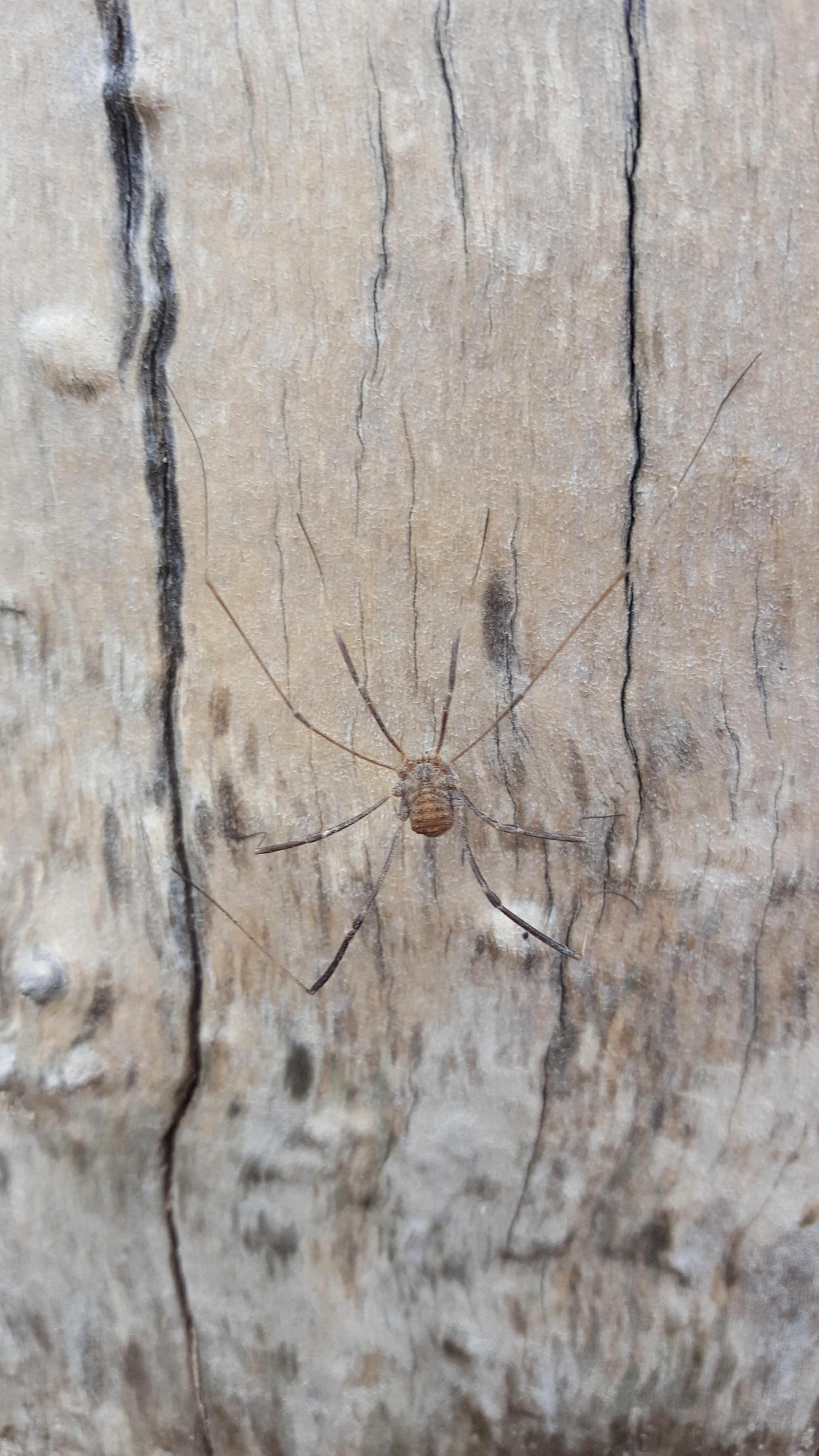 Baby long legs inbound : r/spiders