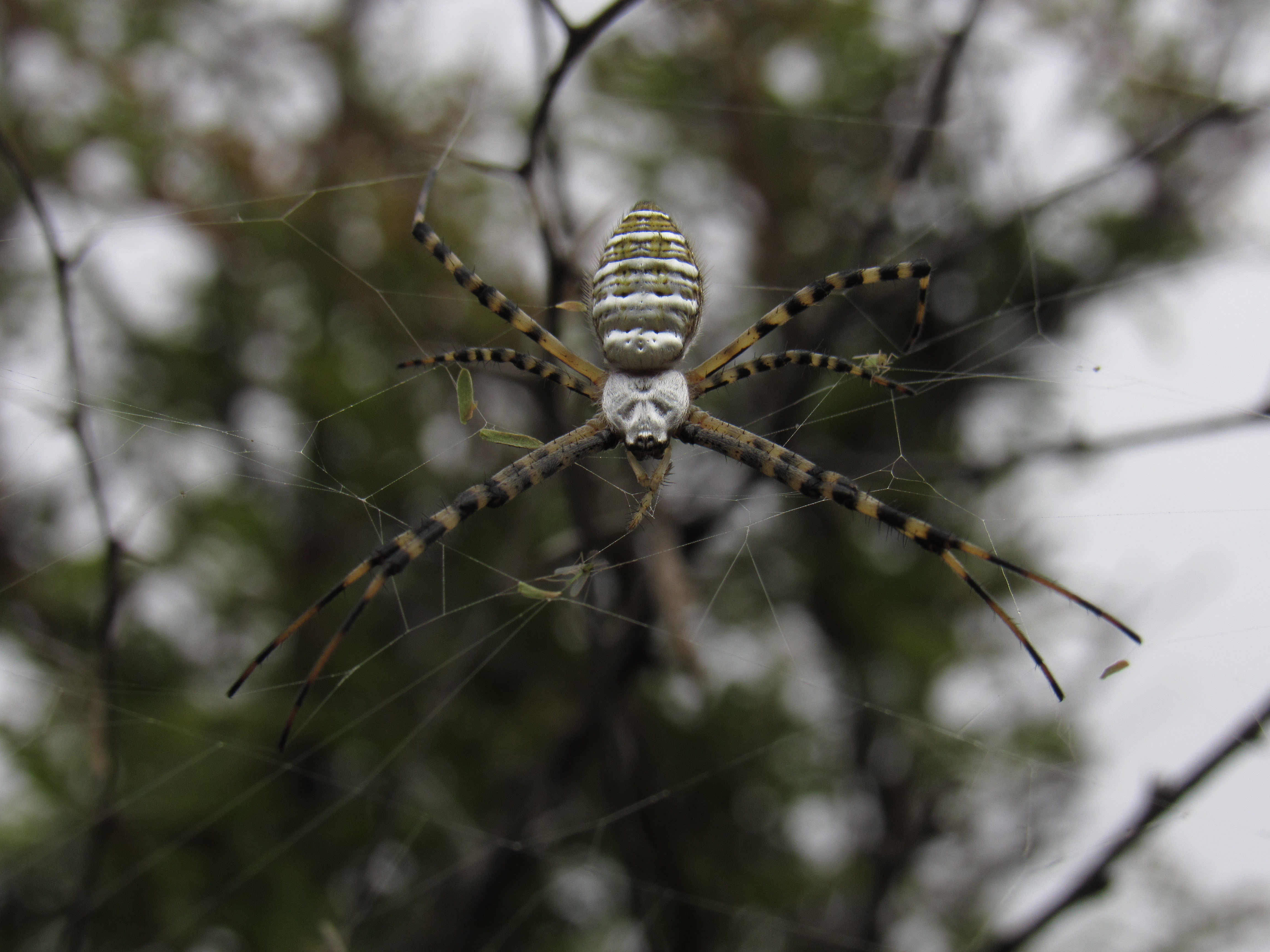 Scientists Find 8 New Species of Spider with Whiplike Legs