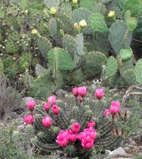 Strawberry Pitaya and Prickly Pear