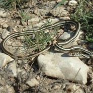 Central Texas Whipsnake