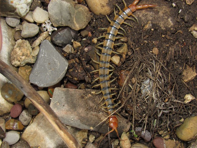 desert centipede