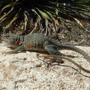 Eastern Collared Lizard