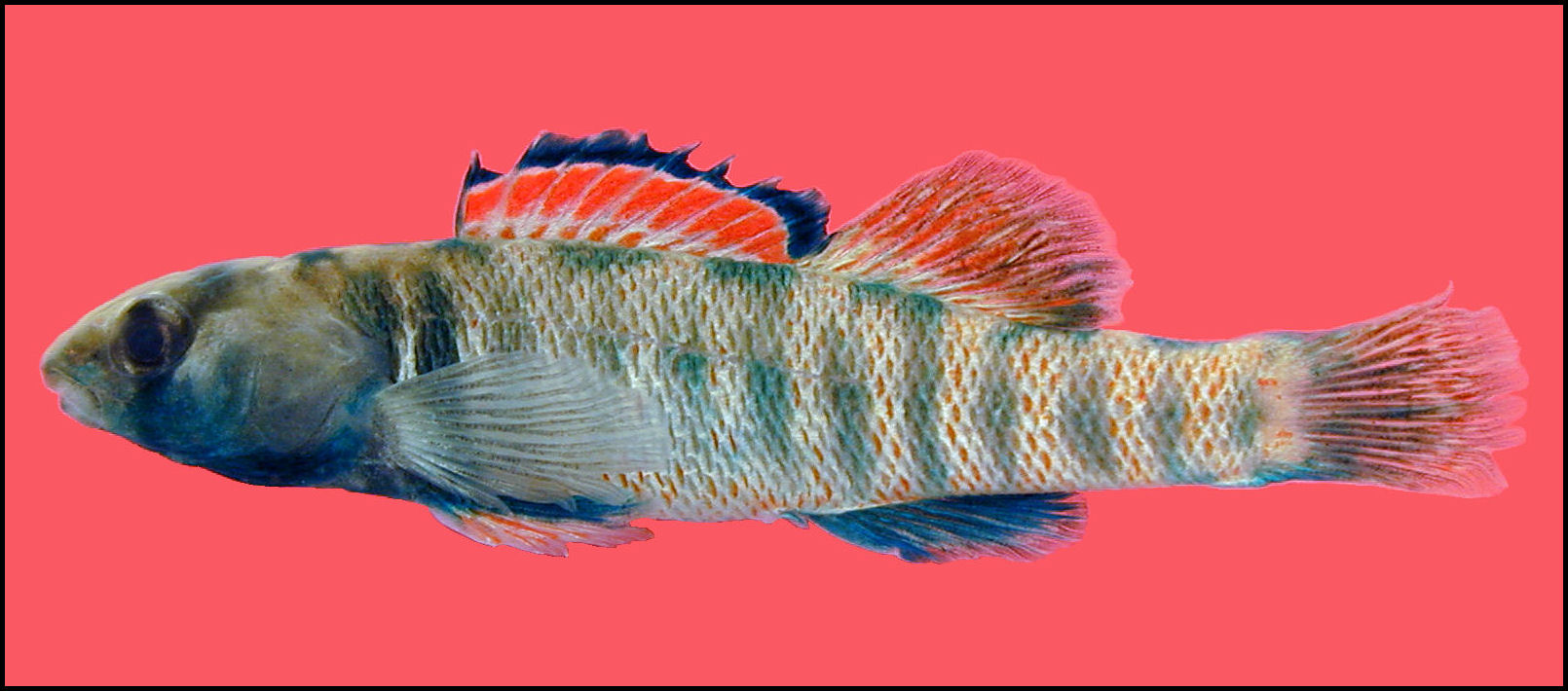 greenthroat darter