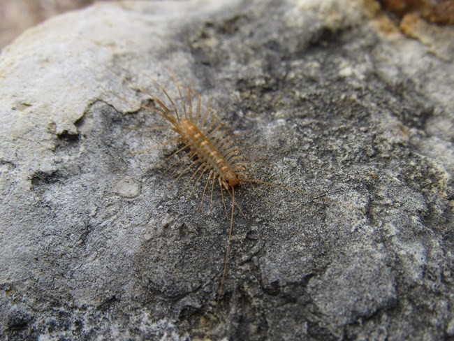 house centipede