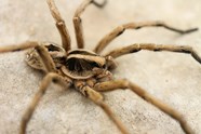 Large Spiders In Central Texas