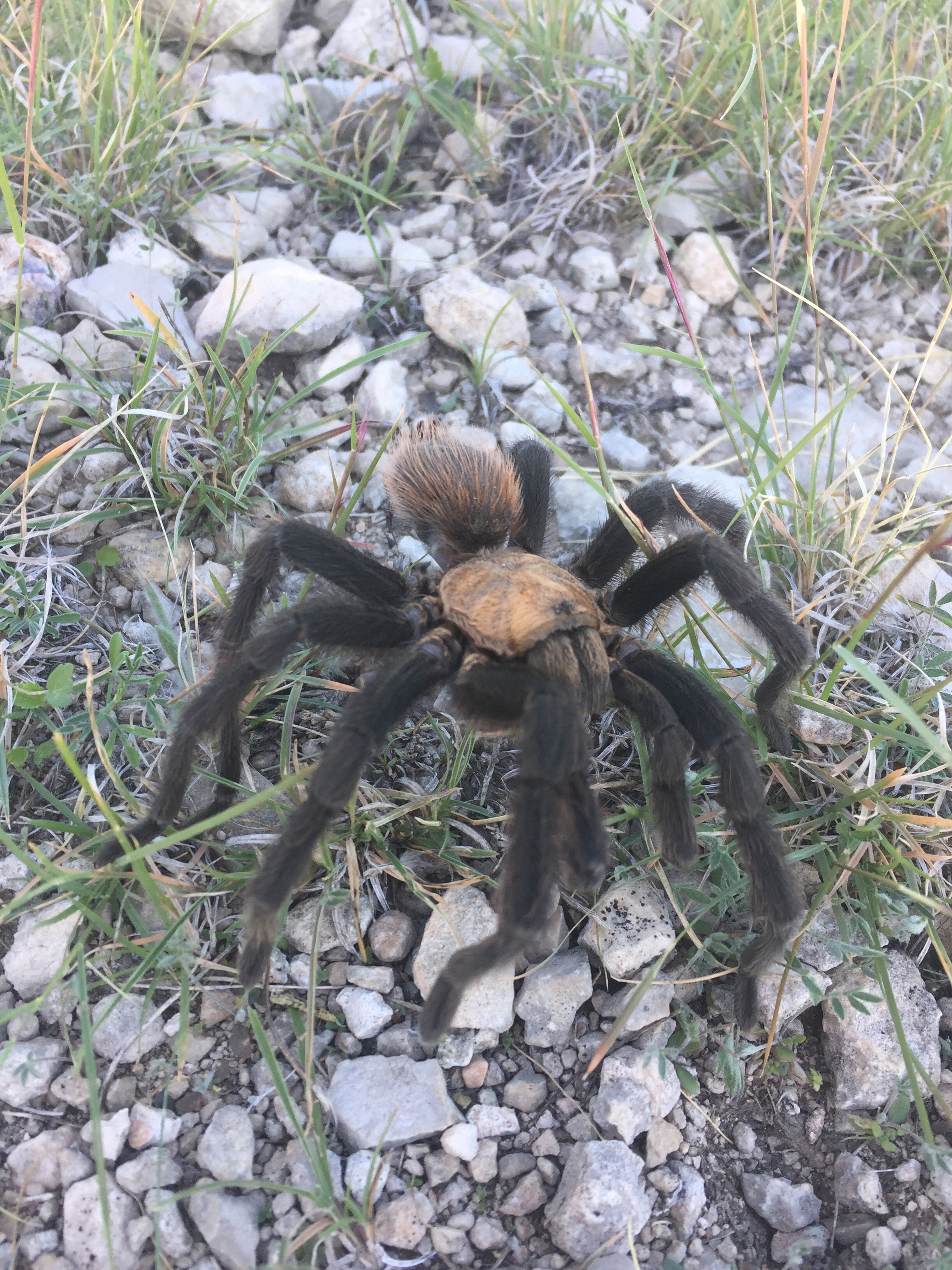 Texas Spiders Identification Chart