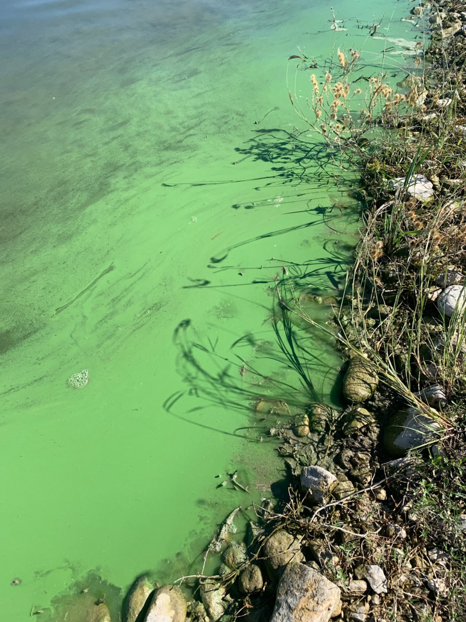 Blue-green Algae - Amistad National Recreation Area (U.S. National