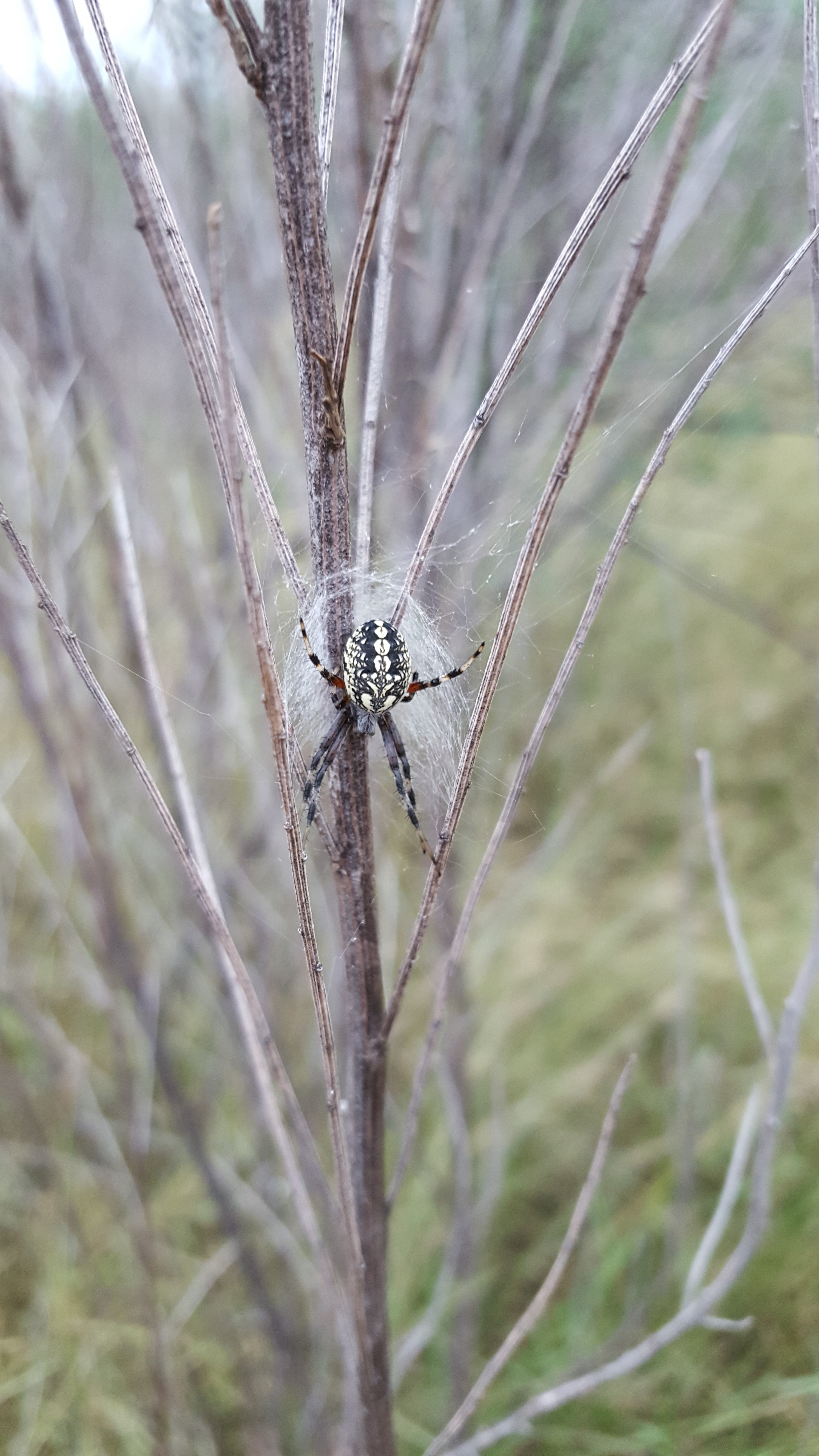 Scientists Find 8 New Species of Spider with Whiplike Legs