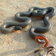 Ring-neck Snake