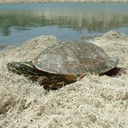 Rio Grande Cooter