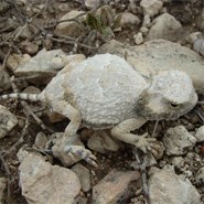 Roundtail Horned Lizard