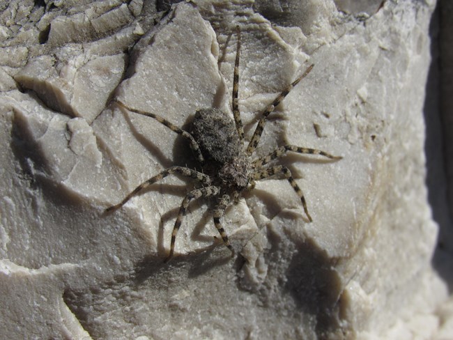 black house spider texas