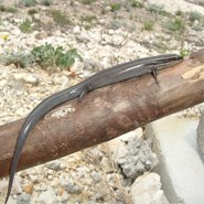 Short-lined Skink