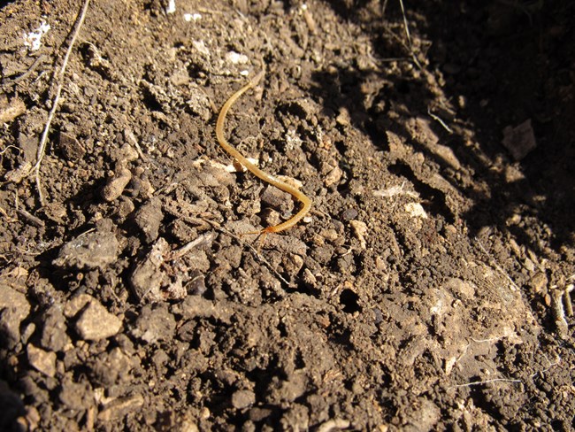 soil centipede