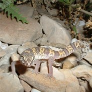 Texas Banded Gecko