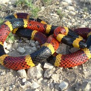 Texas Coral Snake