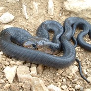 Texas Indigo Snake