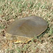 Texas Spiny Softshell