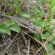 Texas Spiny Lizard